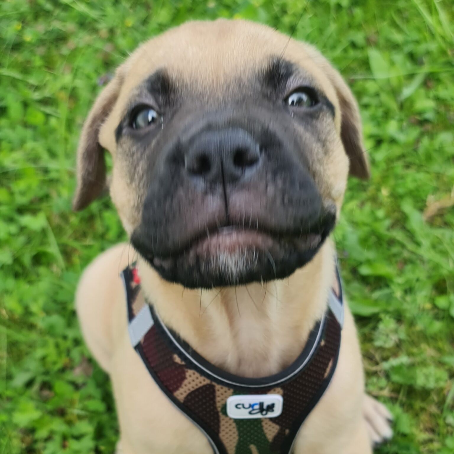 Pablo
